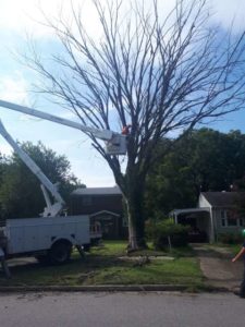 Celtic Tree Care Tree Removal in Bucket Truck