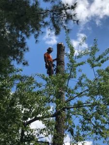 Celtic Tree Care Tree Topping