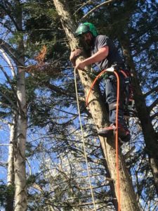 Celtic Tree Care Up in the Trees 1