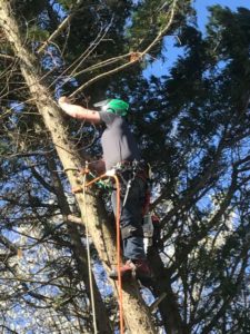 Tree Pruning | Celtic Services | Virginia Beach