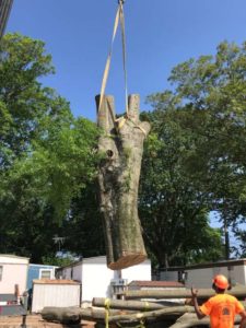 Tree Removal Service | Celtic Services | Virginia Beach