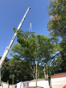 Celtic Tree Care using crane